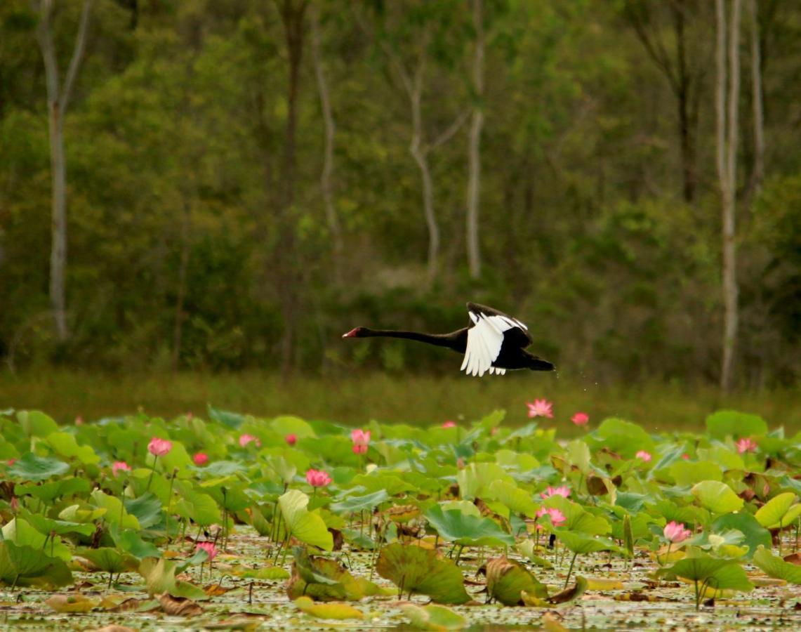 Wild Nature Lodge, Mareeba Wetlands Biboohra Exteriér fotografie