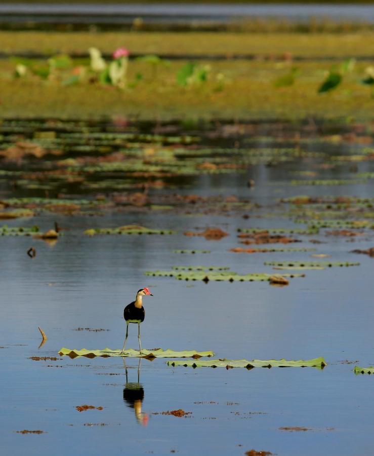 Wild Nature Lodge, Mareeba Wetlands Biboohra Exteriér fotografie